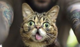 娱乐吃瓜酱社恐猫咪,社恐猫咪的娱乐吃瓜日常