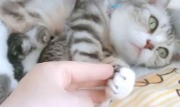 娱乐吃瓜酱猫妈妈视频大全,萌宠视频大全集锦