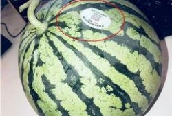 宣威网红吃瓜,吃瓜大作战幕后揭秘！