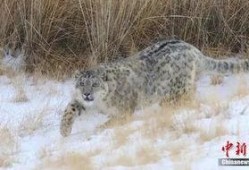 雪豹文章版在线观看40,在线观看40集，揭秘神秘雪域传奇