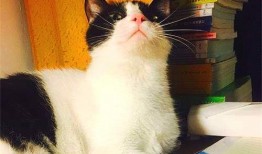 娱乐吃瓜酱猫妈妈视频大全,萌宠视频大全集锦