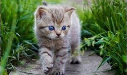 娱乐吃瓜酱社恐猫咪,社恐猫咪的娱乐吃瓜日常