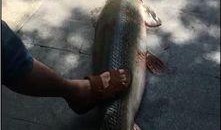 鳄雀鳝最新爆料图片大全,揭秘神秘水生巨兽的惊悚瞬间