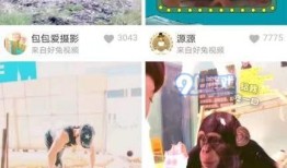 臭猪网红日本爆料视频播放,臭猪视频播放背后的惊人真相
