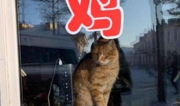 虎虎爱娱乐吃瓜,揭秘娱乐圈那些吃瓜背后的故事