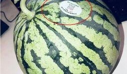 吃瓜网红 图片,图解网络红人的魅力与争议