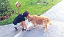 爆料狗狗打架图片搞笑视频,一场爆笑的“毛茸茸”对决