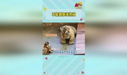 虎虎爱娱乐吃瓜,揭秘娱乐圈那些吃瓜背后的故事