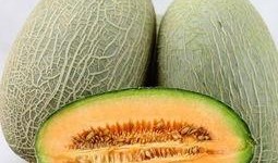 有哈密瓜免费吃吗,你也能享受到的福利