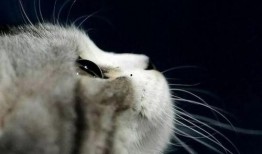 娱乐吃瓜酱猫妈妈视频大全,萌宠视频大全集锦